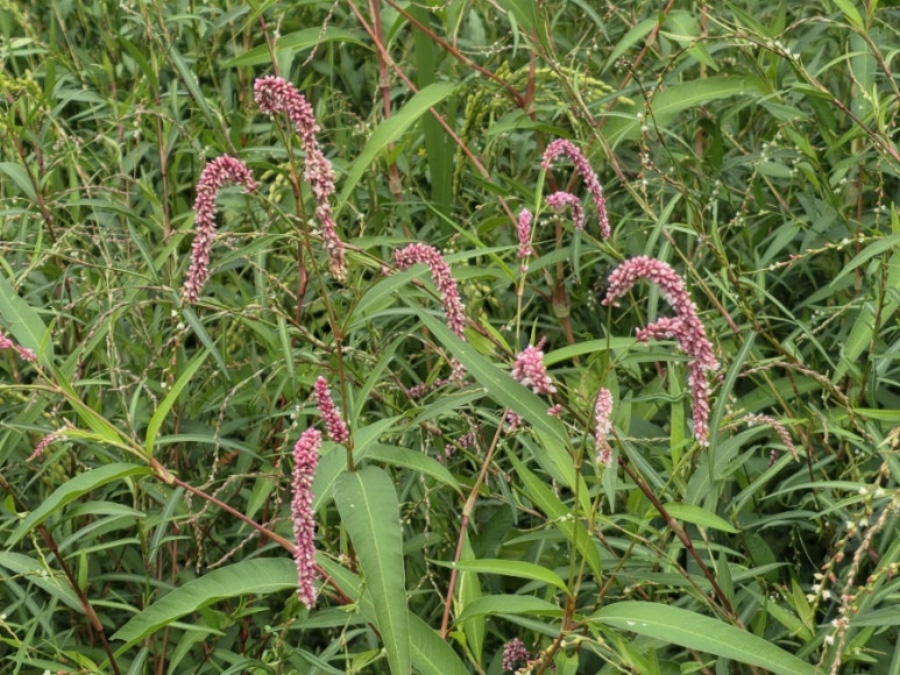야생에서 잘 자라고 있는 분홍색 빛깔의 여뀌의 꽃과 잎을 확대를 하여 찍은 사진