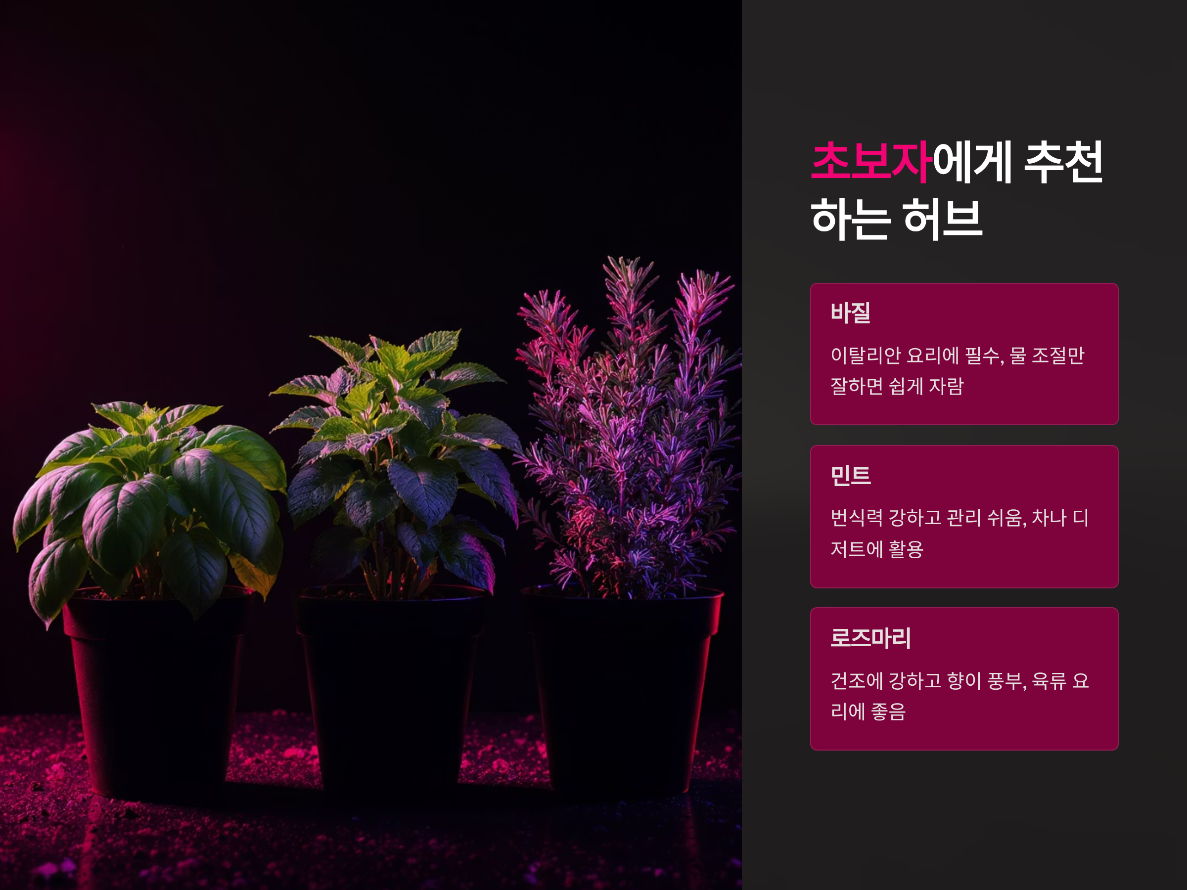 초보자에게 추천하는 허브 종류