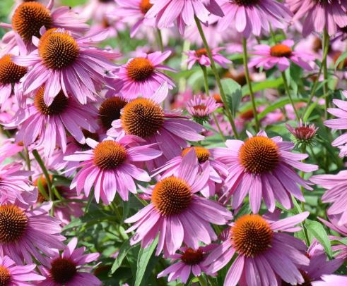 에키나시아-효능