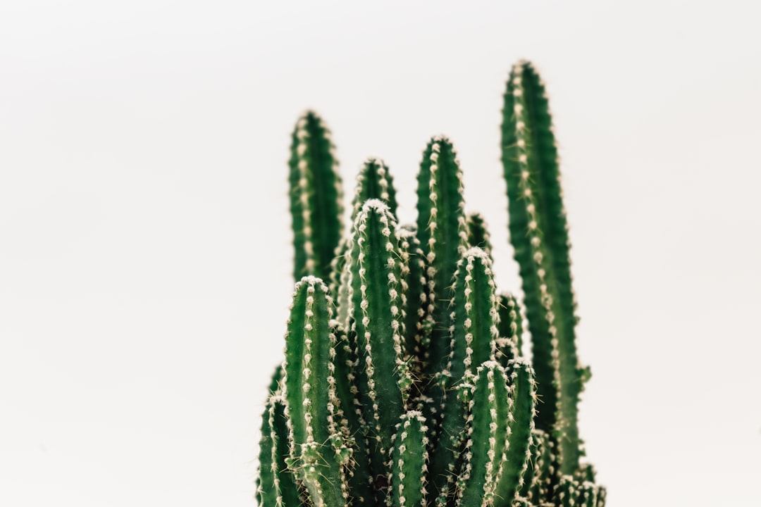 Plant Finder