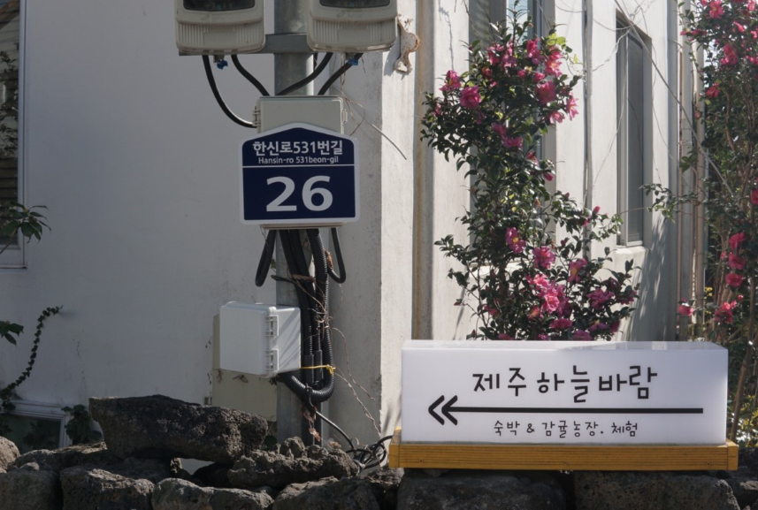 제주하늘바람 감귤