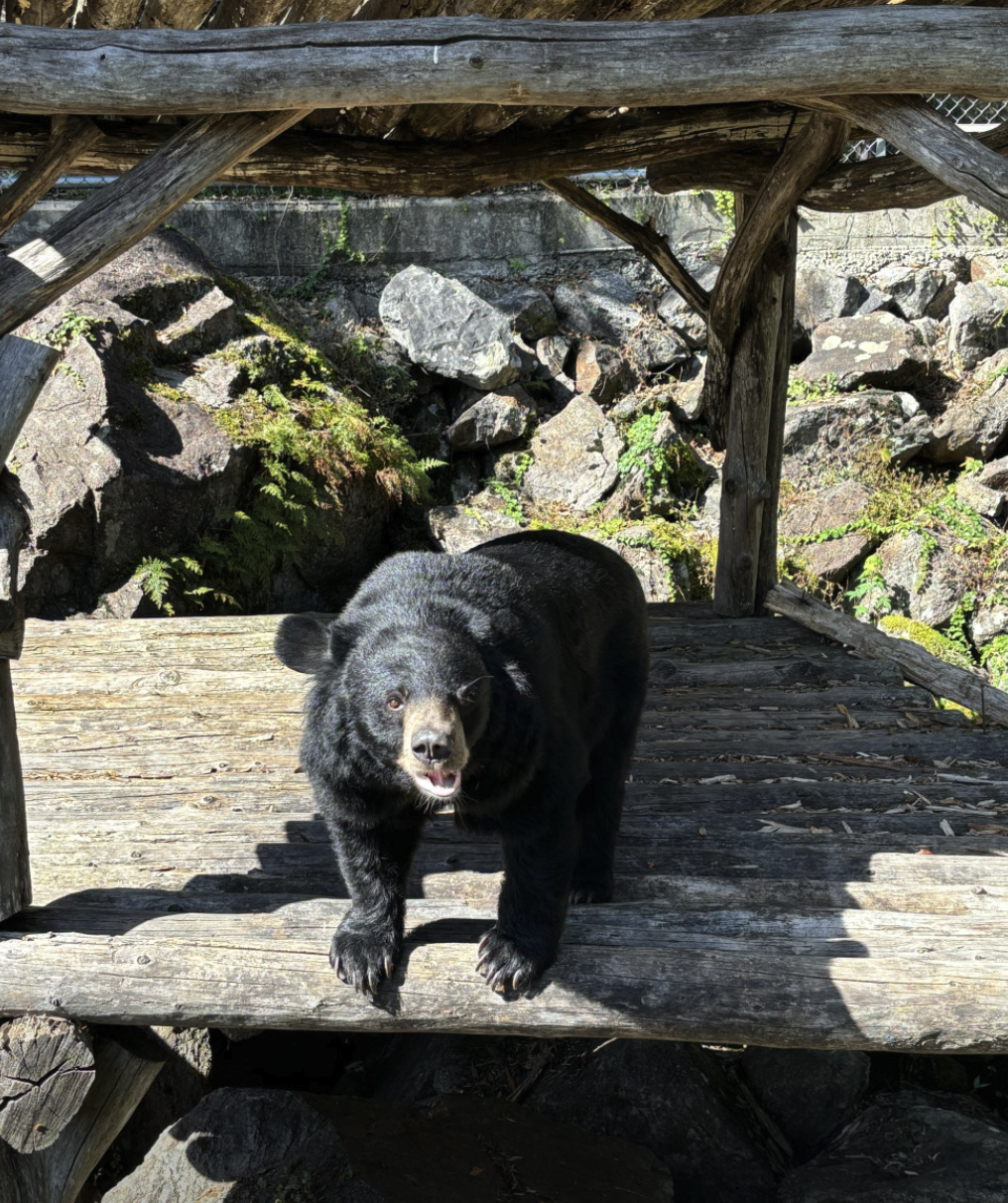6시 내고향 하동 의신베어빌리지 반달가슴곰 체험 위치 예약 정보