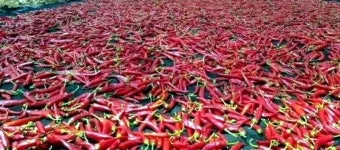 영양 고추 가격 시세 10근가격 현재 농산물 시세_14