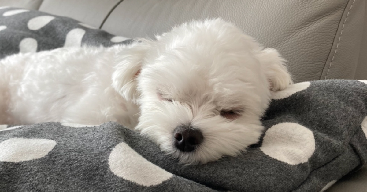 강아지 오줌 거품에 힘들어해서 쉬고 있는 상태