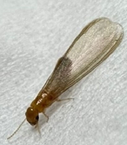 마른나무흰개미-사진입니다.