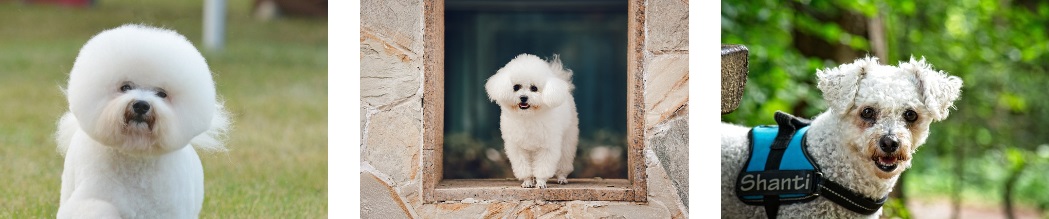 비숑 성격 특징 주의사항