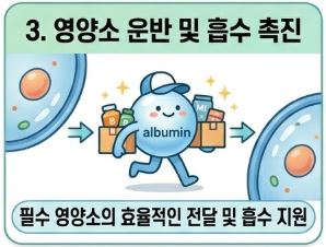 알부민 복용시간