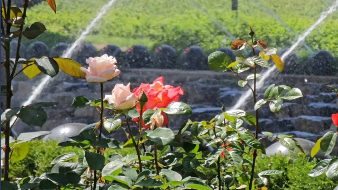 중랑 서울장미축제4