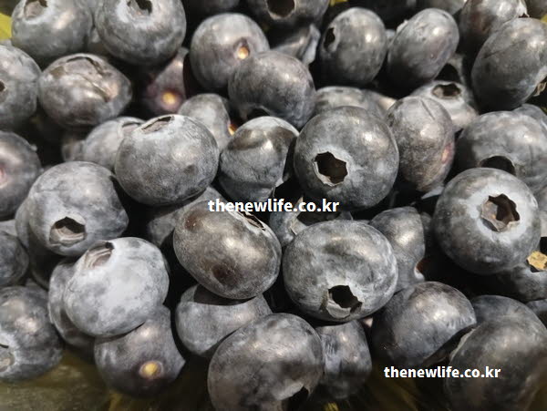 블루베리 효능을 통해 혈관 건강을 돕는 프테로스틸벤과 나트륨을 배출하는 칼륨 성분을 담은 실사진