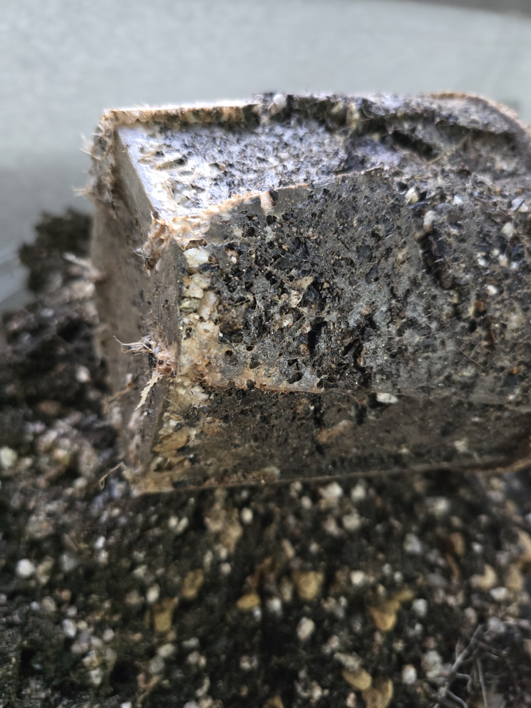 퍼플프린스와 뿌리