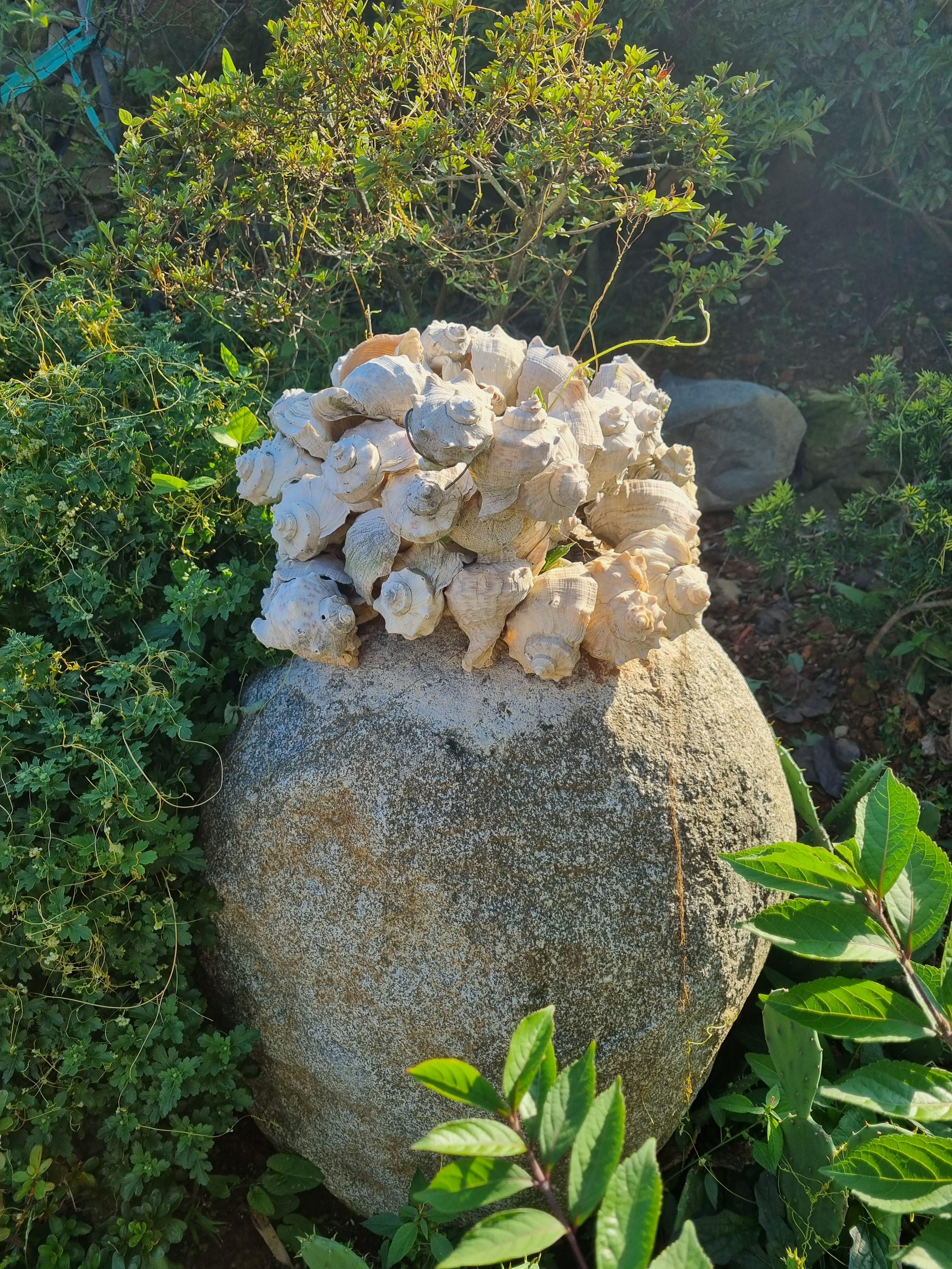 소라껍데기