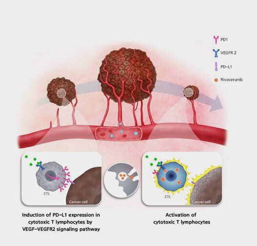 리보세라닙-작용기전