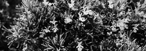 로즈마리 키우는법