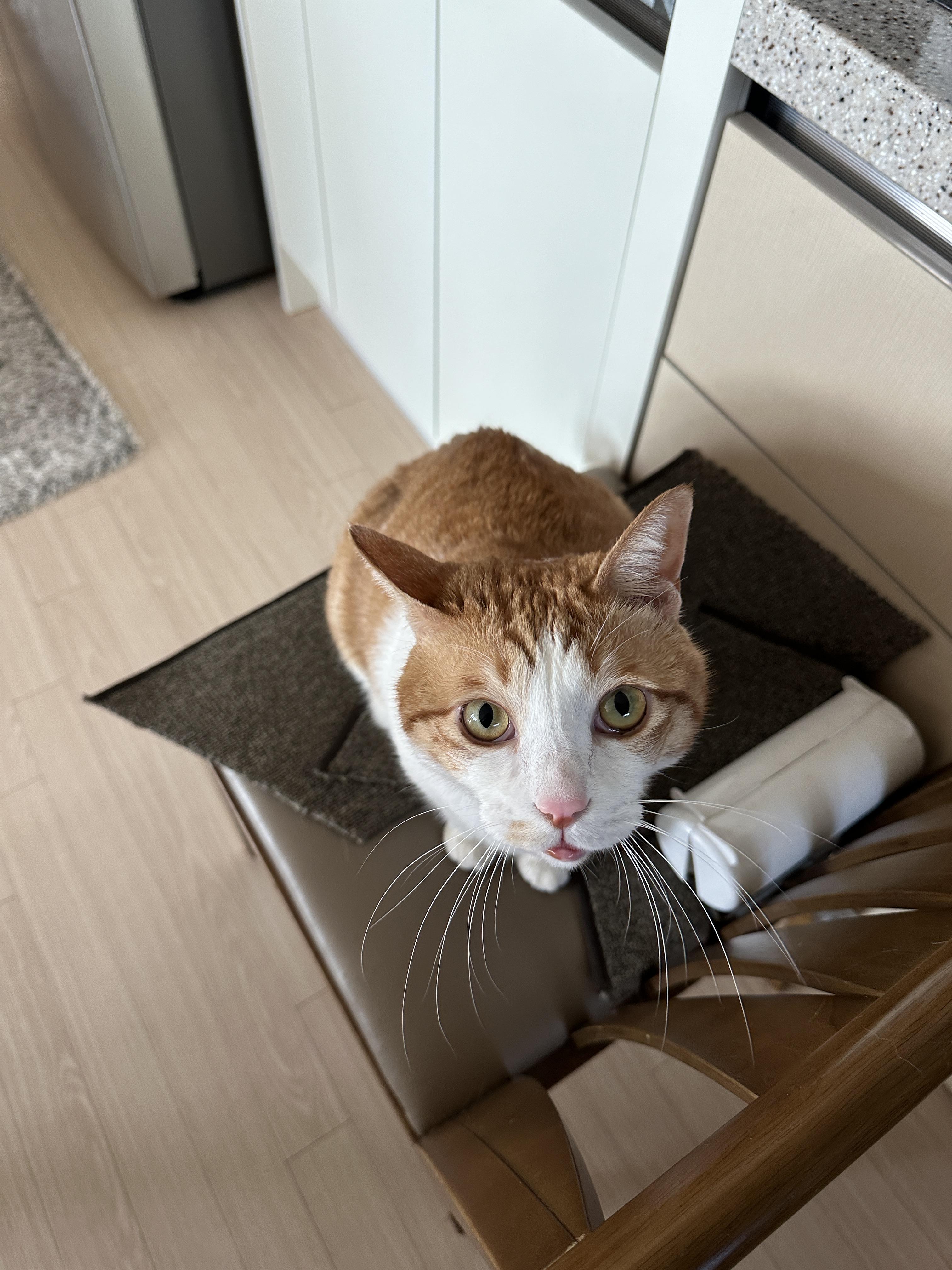 소심한 막둥이가 엄마를 지키는 방법 (feat.긴장해서 코까지 빨개진 막둥이)