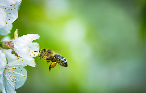 프로폴리스효능