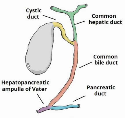 biliary tract