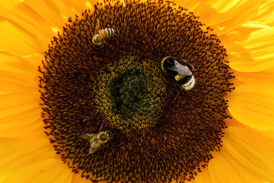 Detailed image of bees gathering pollen on a vibrant sunflower head.