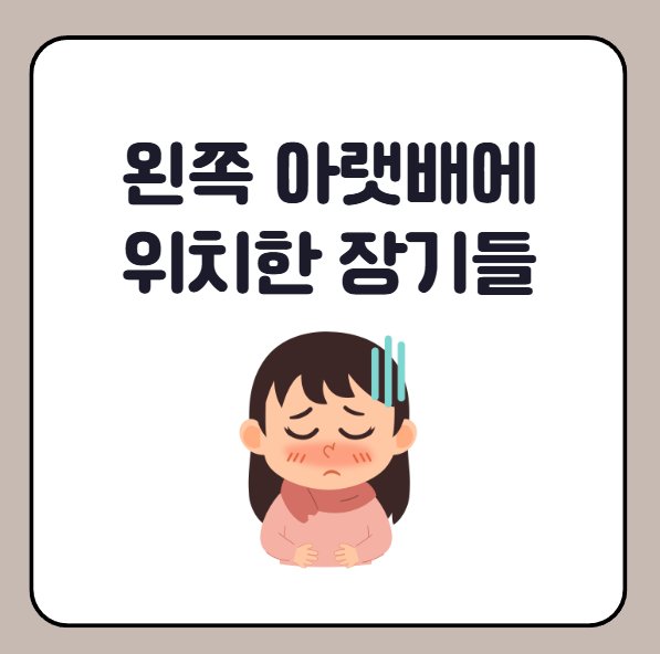 여자의 왼쪽 아랫배에 위치한 장기들