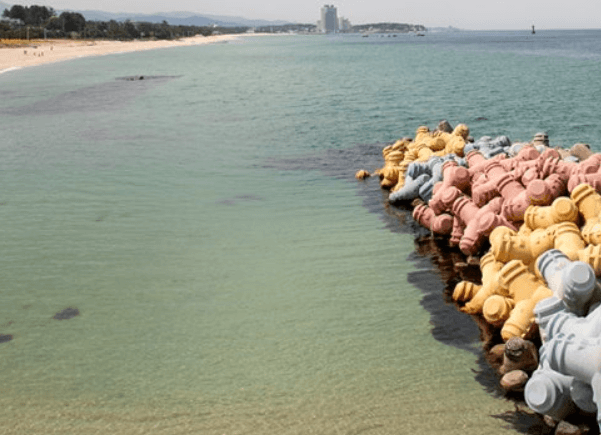 강릉 사근진 해변 유채꽃밭