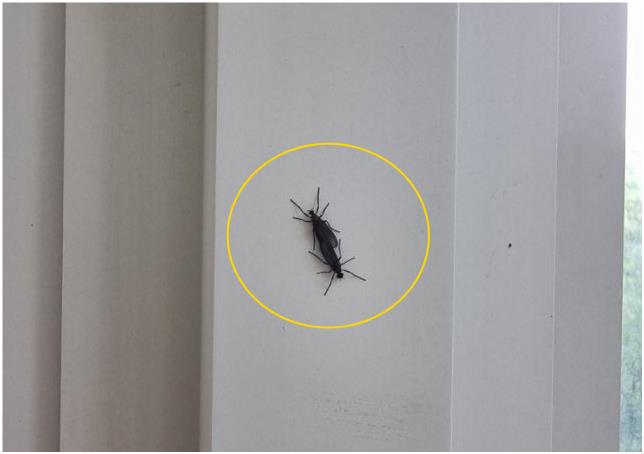 러브버그 원인,수명,퇴치방법 3가지 정보