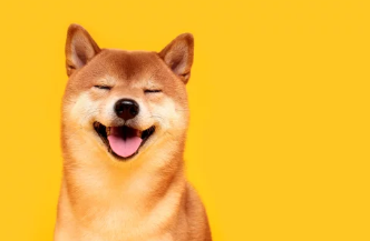 시바견/출처:어도비스톡