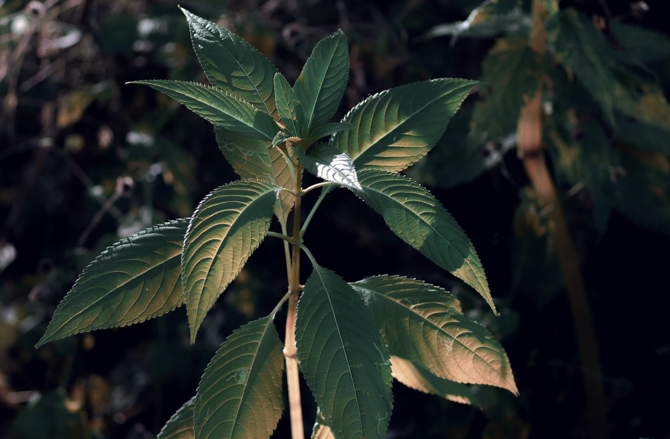 약초와 인류: 치료와 음식의 경계에서