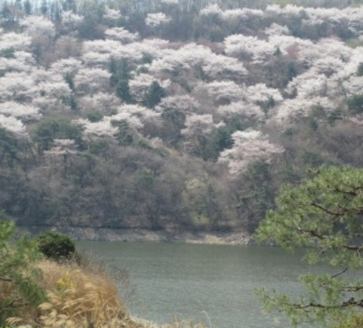 서울근교벚꽃명소