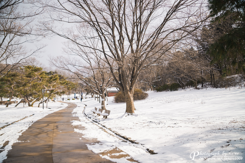 나홀로나무보러가는 길