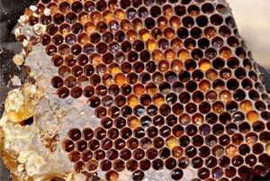 프로폴리스효능13