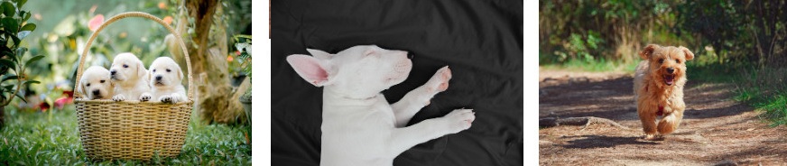 강아지 목욕 주기, 샴푸 고르기