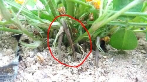 땅콩-생육특성-자방병-낙화생