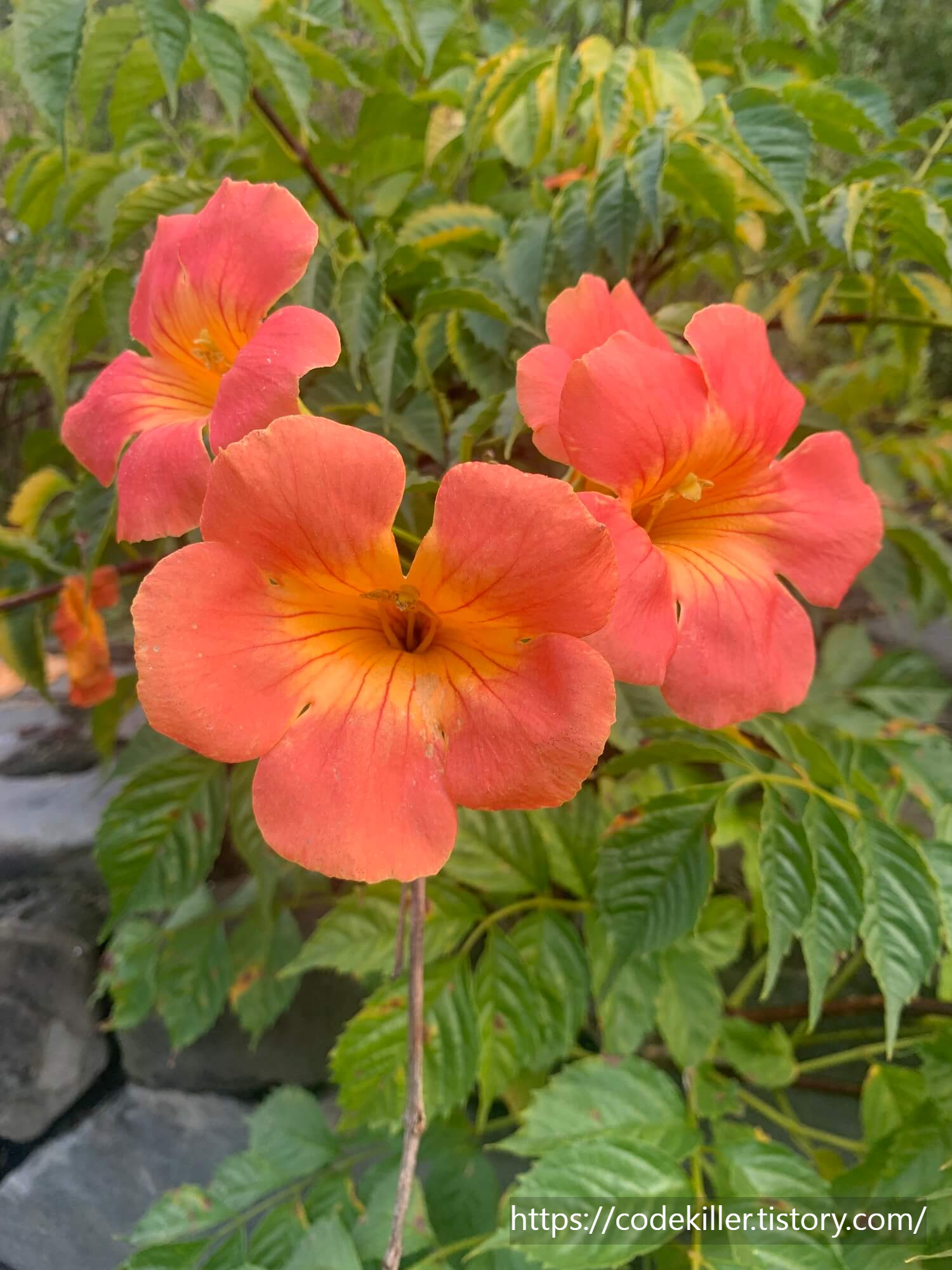 황학산 수목원 능소화