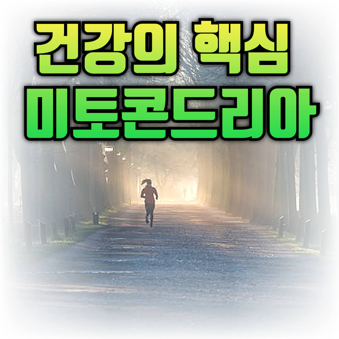 미토콘드리아
