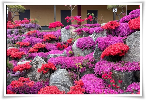 &quot;영산홍&quot; 봄날을 물들이는 활짝 핀 주홍빛 유혹의 매혹적인 꽃!