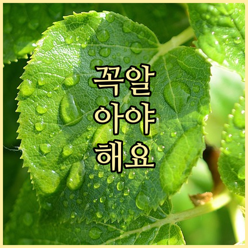 ESTA 하와이 포함 미국 전역 적용..