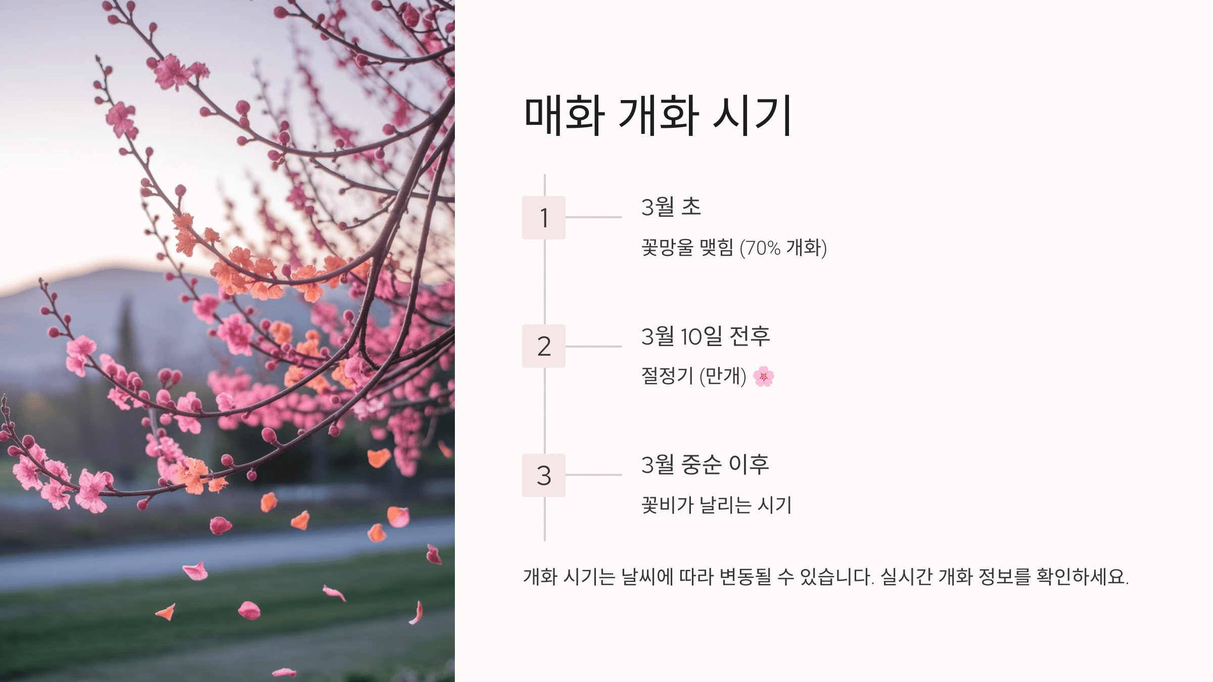 2025 광양 매화축제기간 실시간 개화시기 교통상황 &amp; 주차 꿀팁
