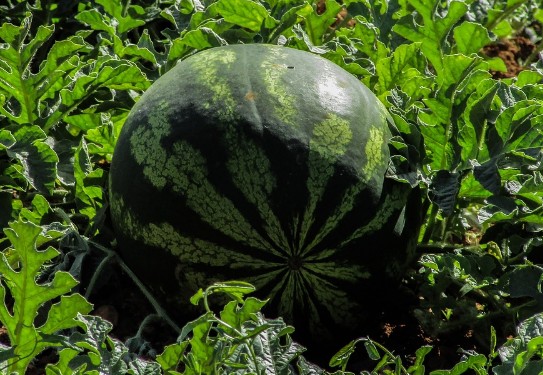 잘익은 수박 고르는법, 수박칼로리, 수박보관법
