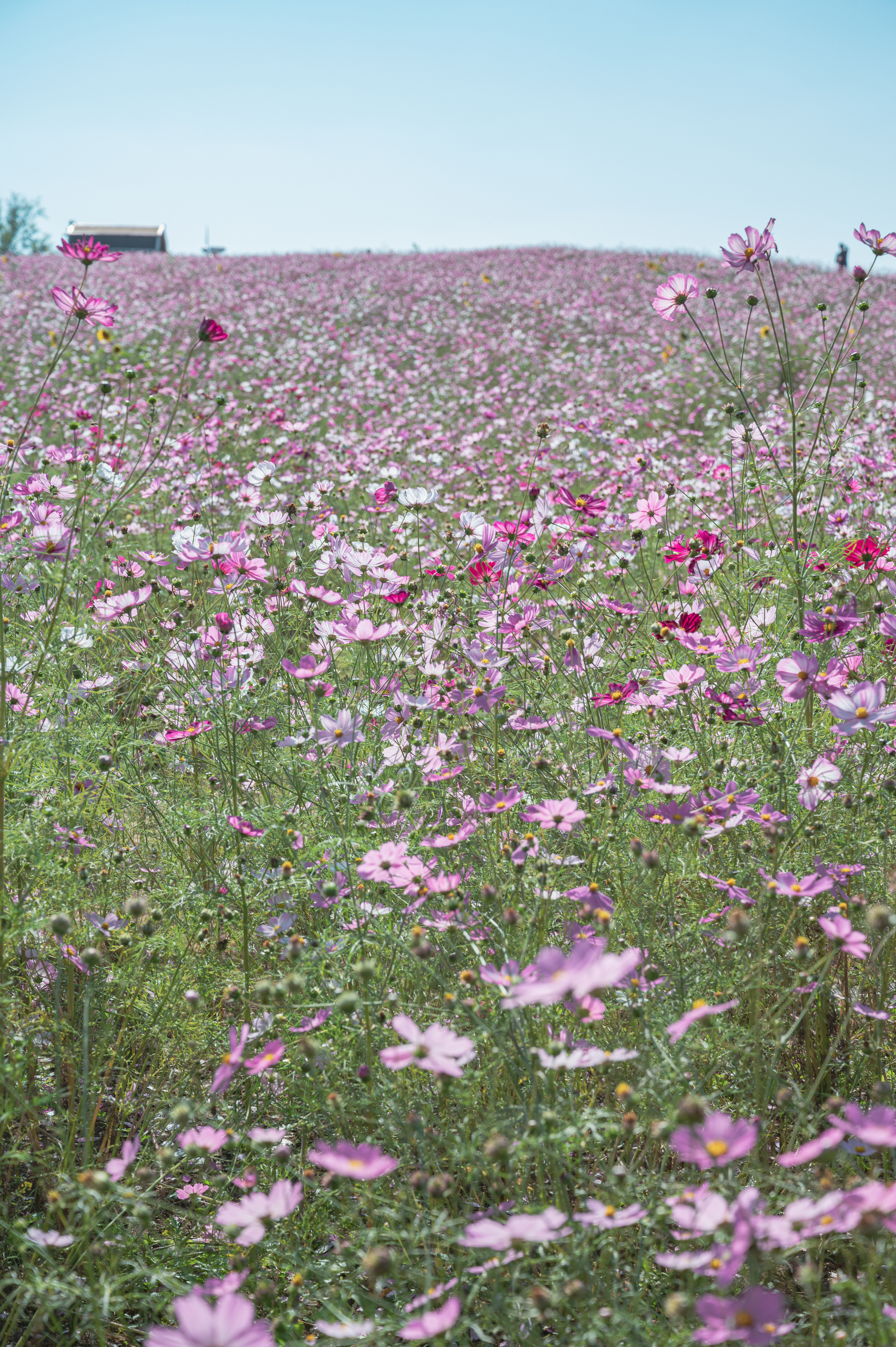 안성팜랜드