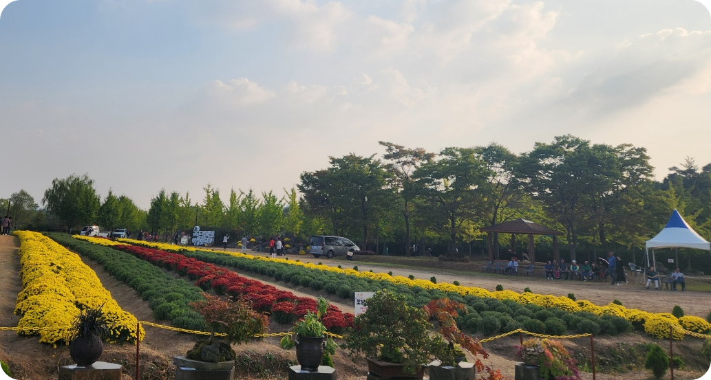 드림파크국화축제