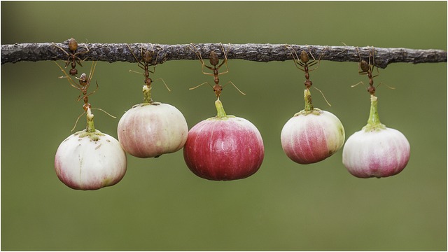 배제의 시대에도 관창을 통해 생태학의 새로운 시선을 설계한 마리아 시빌라 메리안