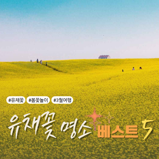 국내 유채꽃 명소 베스트 5 썸네일