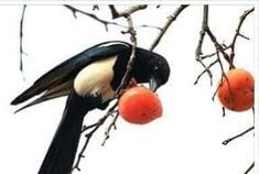 나눔의-지혜-가치가-감나무에-달려있는-홍시를-쪼아먹는-모습