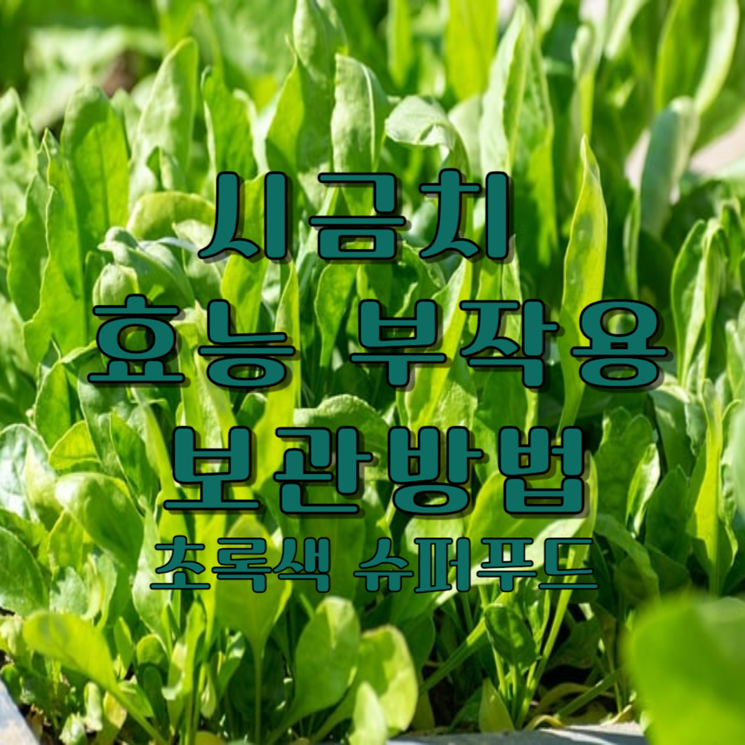 시금치 효능 부작용 보관방법 냉동 보관방법: 초록색 슈퍼푸드