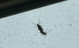 러브버그 퇴치 및 예방법