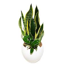 봄철 미세먼지 제거 공기정화 식물 이끼 실내 정화 효과 필요성