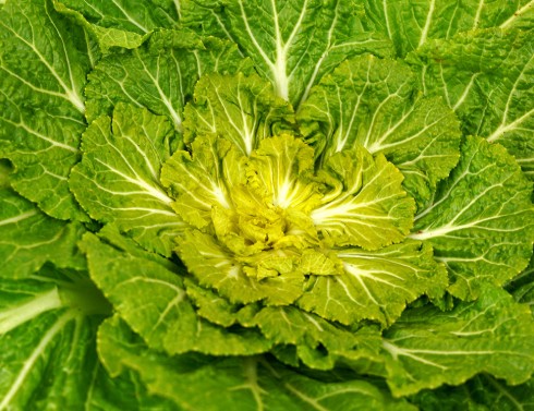 봄동 제철 효능 및 고르는법, 요리 레시피 겉절이, 비빔밥