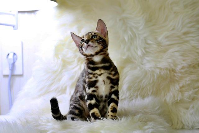 반려동물 등록과 비용, 자진신고로 과태료 피하기, 외장칩과 내장칩의 차이