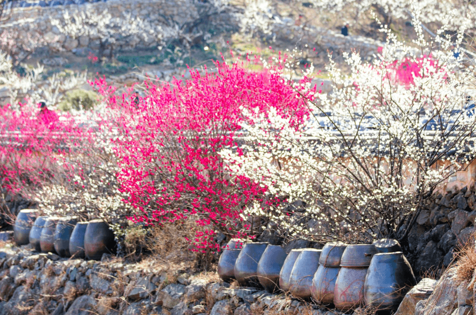 광양매화축제 일정 입장료 행사 주차장 무료셔틀버스 맛집 숙소