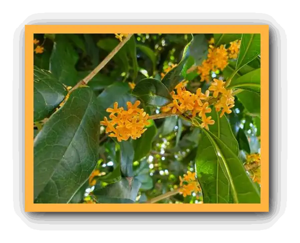 금목서 향기와 꽃말