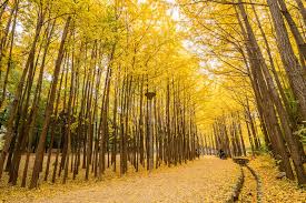 메타세콰이어길